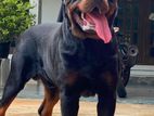 Rottweiler Dog For Crossing