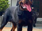 Rottweiler Dog for Crossing