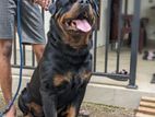 Rottweiler Dog for Crossing