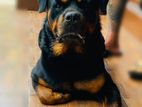 Rottweiler Dog for Crossing