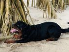 Rottweiler Dog for Crossing