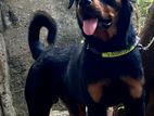 rottweiler dog for crossing ( imported bd)