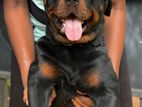 Rottweiler Dog for Crossing