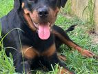 Rottweiler Dog