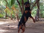rottweiler dog