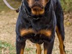 Rottweiler Dog