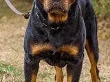 Rottweiler Dog