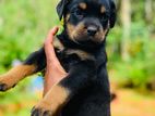 Rottweiler Dog
