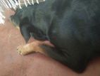 Rottweiler Dog