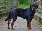 Rottweiler Dog