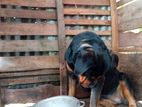 Rottweiler Dog