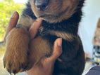 Rottweiler Puppy