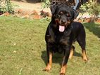 Rottweiler Dog