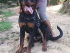 Rottweiler Dog