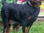 Rottweiler Dog