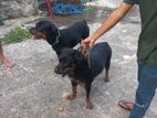 Rottweiler dog