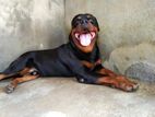 Rottweiler Dog