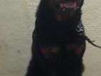 Rottweiler Dog