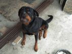 Rottweiler Dog