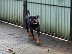 Rottweiler Dog