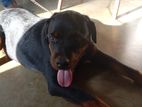 Rottweiler Dog