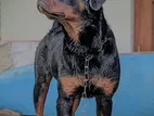 Rottweiler Dog