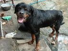 Rottweiler Dog