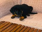 Rottweiler Puppy