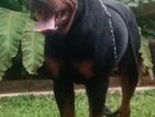 Rottweiler Dog