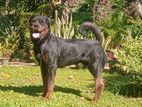 Rottweiler Dog