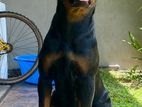 Rottweiler Dog