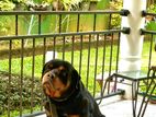 Rottweiler Dog