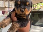 Rottweiler Puppy