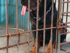 Rottweiler Dog