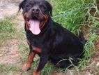 Rottweiler Dog