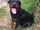 Rottweiler Dog