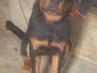Rottweiler Dog for sale