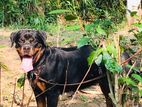 Rottweiler Dog