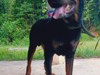 Rottweiler Dog