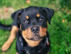 Rottweiler Dog