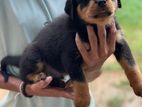 Rottweiler Puppy