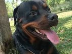 Rottweiler Dog