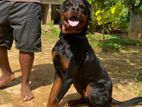 Rottweiler Dog