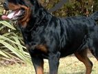 Rottweiler Dog