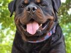 Rottweiler Dog