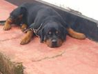 Rottweiler Dog