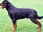 Rottweiler Dog