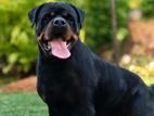 Rottweiler dog