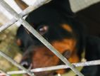 Rottweiler Dog