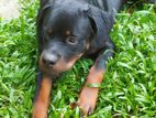 Rottweiler Dog